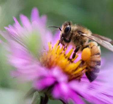 Mutter und Tochter pflanzen Blumen im Garten.
